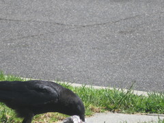 Corvus brachyrhynchos