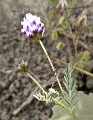 Astragalus didymocarpus