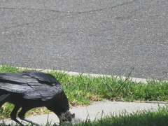 Corvus brachyrhynchos