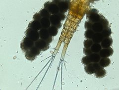 Acanthocyclops capillatus