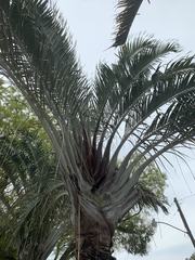 Dypsis decaryi