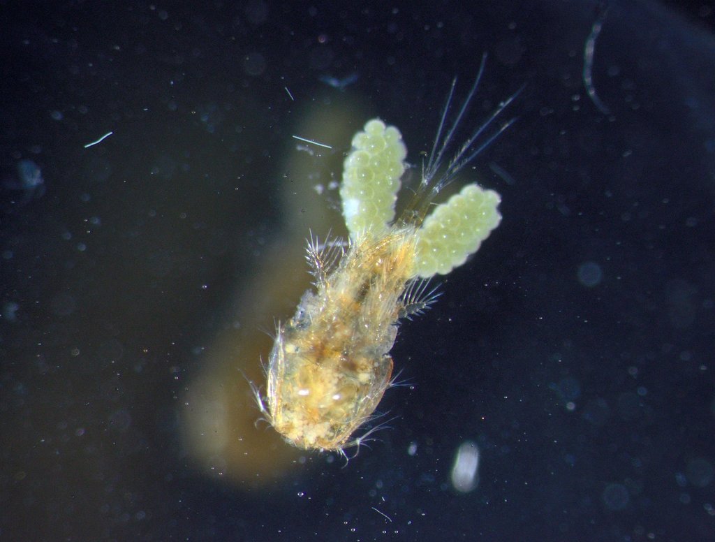 Acanthocyclops