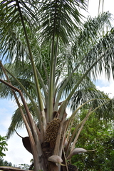 Cocoseae