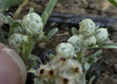 Stylocline gnaphaloides