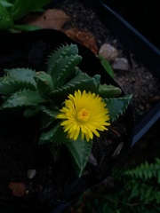 Faucaria