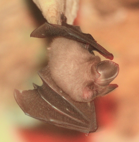Dusky Leaf-nosed Bat