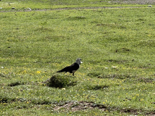 Daurian Jackdaw