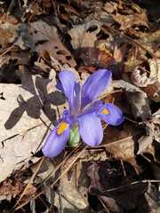 Iris verna smalliana