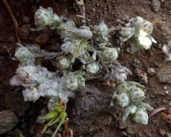 Stylocline gnaphaloides