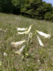 Penstemon oklahomensis