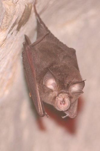 Smaller Horseshoe Bat