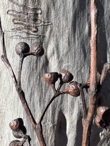 Eucalyptus haemastoma, 2026-07-04