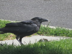 Corvus brachyrhynchos