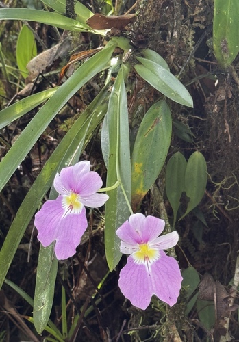 Miltoniopsis vexillaria, photograph 1