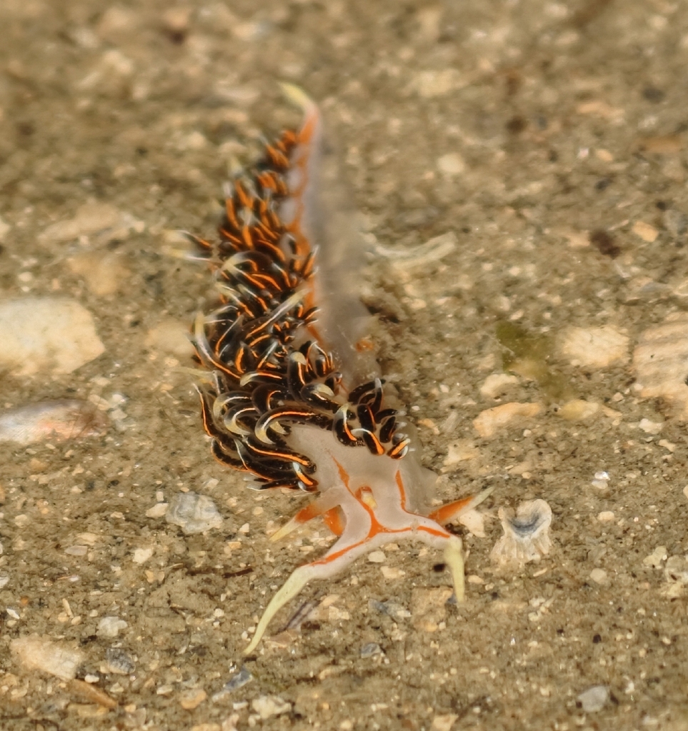 Military Tentacle Aeolid