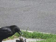 Corvus brachyrhynchos