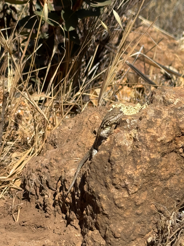 iNaturalist observation photo of Common Side-blotched Lizard