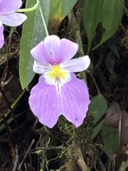 Miltoniopsis vexillaria, photograph (c) desertnaturalist, some rights reserved (CC BY)
