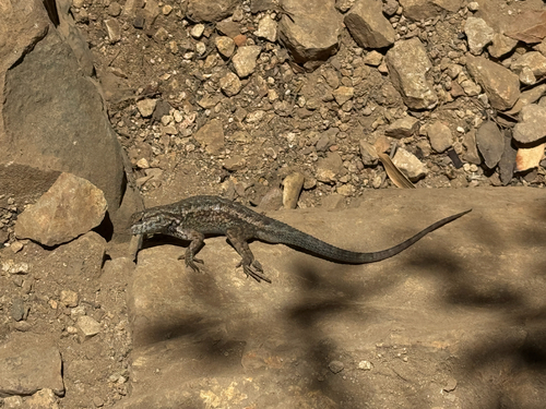 iNaturalist observation photo of Spiny Lizards