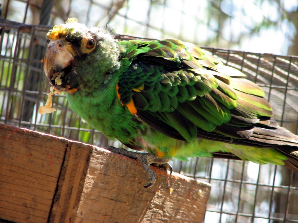 Red Fronted Parrot Birds Of Central Africa INaturalist   Large 