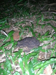 Rhinella major