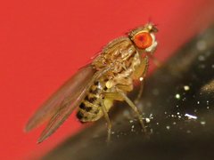 Drosophila busckii
