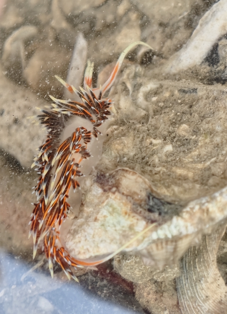 Military Tentacle Aeolid