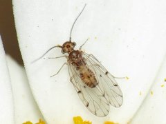 Ectopsocus californicus