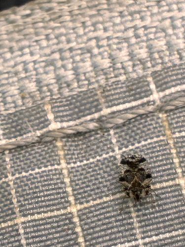 iNaturalist observation photo of Winged and Once-winged Insects