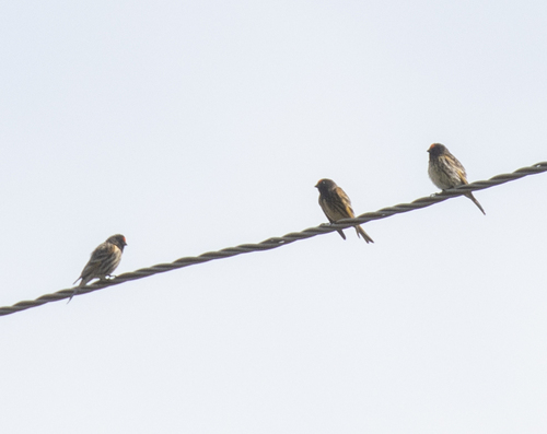 Red-fronted Serin (Serinus pusillus), photo 6