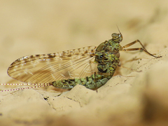 Callibaetis pictus