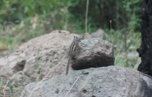 Gray-collared Chipmunk observed by su9000