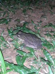 Rhinella major