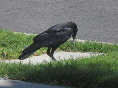Corvus brachyrhynchos