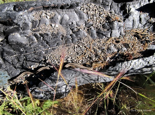 iNaturalist observation photo of Colubrid Snakes