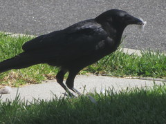Corvus brachyrhynchos