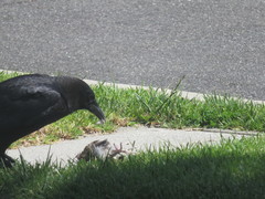 Corvus brachyrhynchos