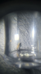 Entomobrya intermedia