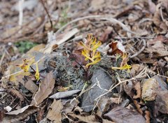 Corydalis pallida tenuis