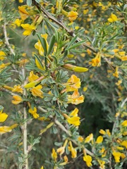 Caragana spinosa