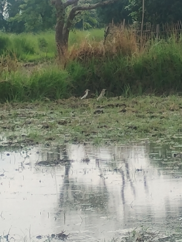 Indian Pond-Heron