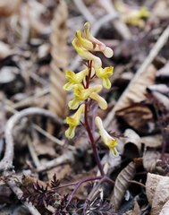 Corydalis pallida tenuis