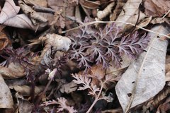 Corydalis pallida tenuis