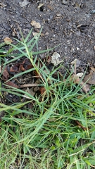 Cynodon dactylon dactylon