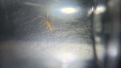 Entomobrya intermedia