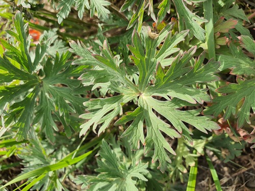Geranium pseudosibiricum, photograph 6