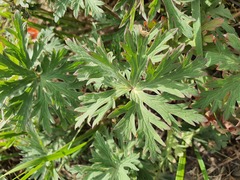 Geranium pseudosibiricum, photograph (c) Urgamal Magsar, some rights reserved (CC BY)
