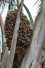 Cocoseae