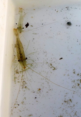 Palaemon macrodactylus