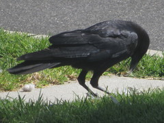 Corvus brachyrhynchos